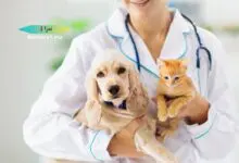 الطب البيطري والأطباء البيطريون